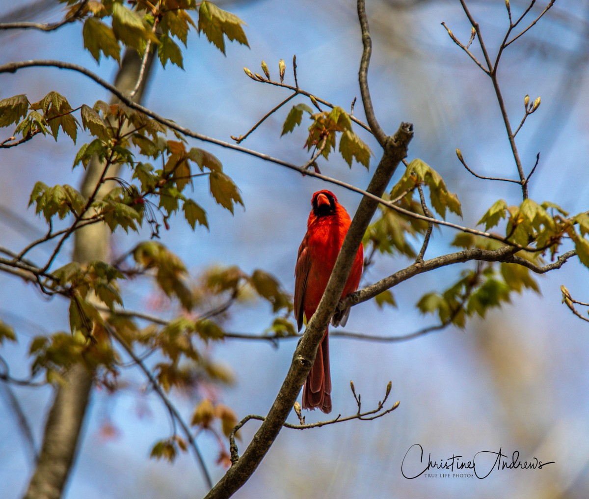 Cardinal rouge - ML232650791