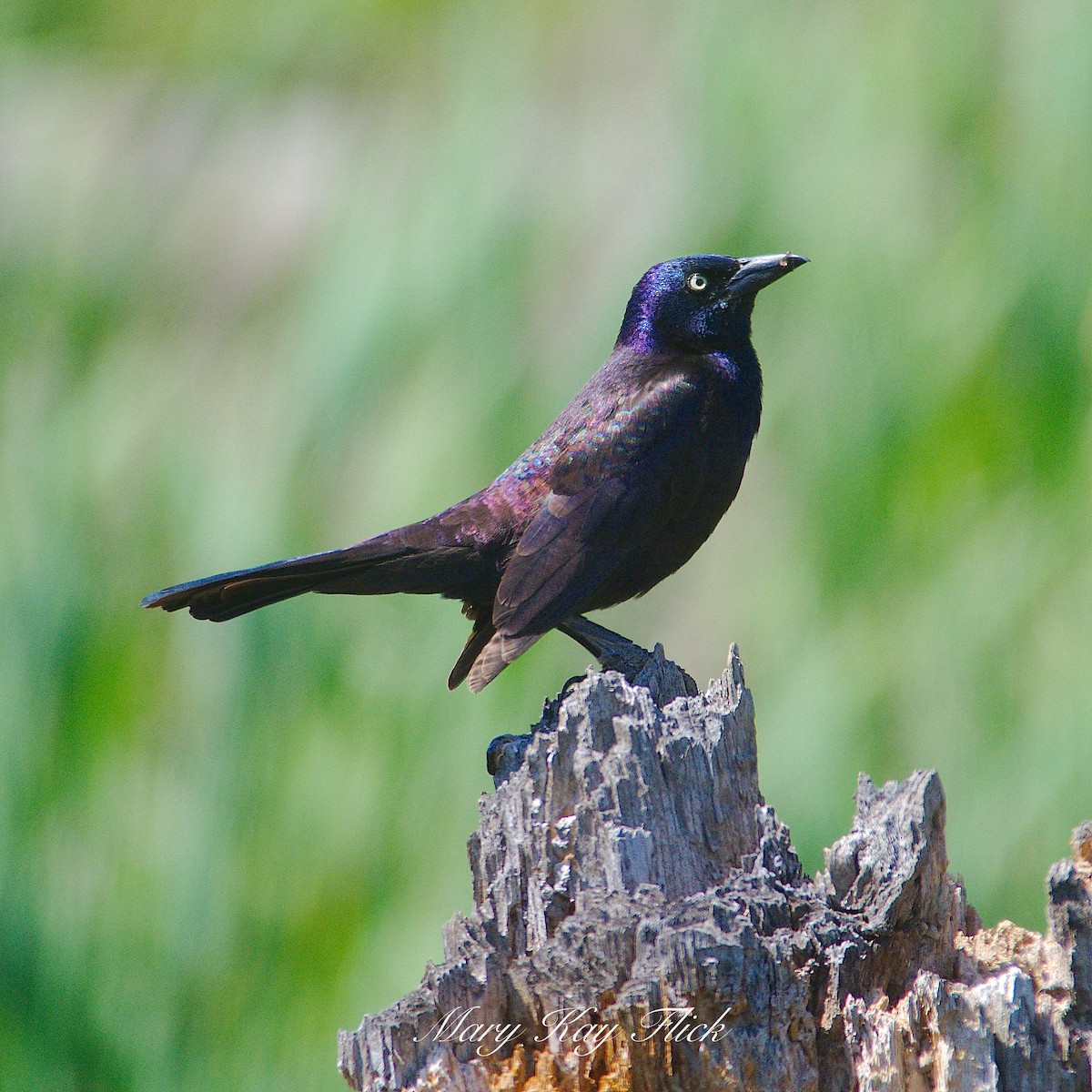 Common Grackle - ML232651931
