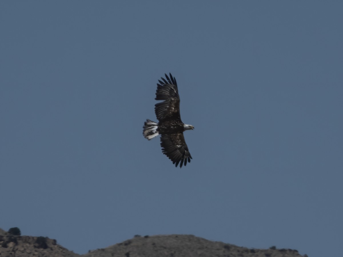 Bald Eagle - ML232652061