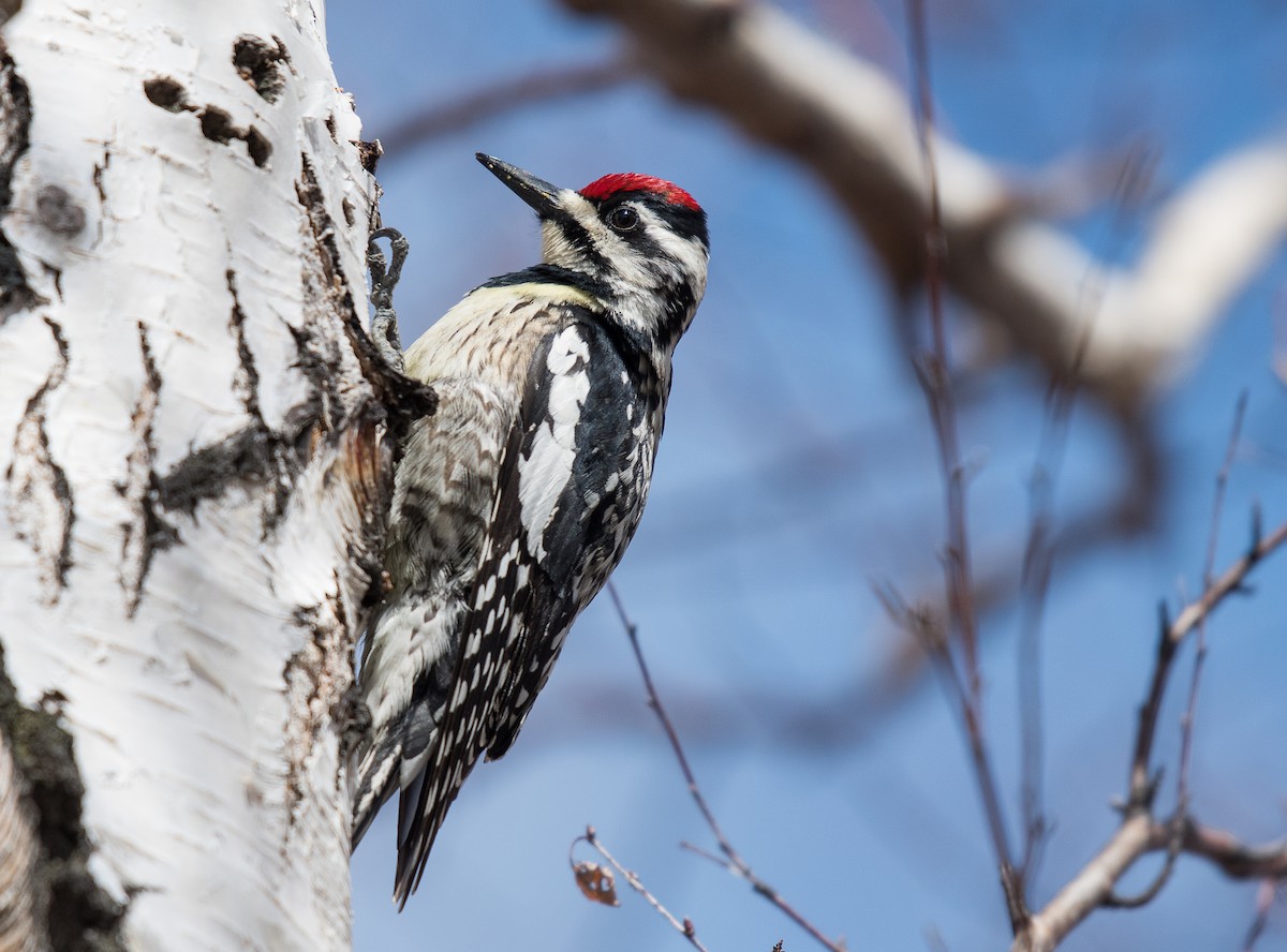 Yellow-bellied Sapsucker - Simon Boivin