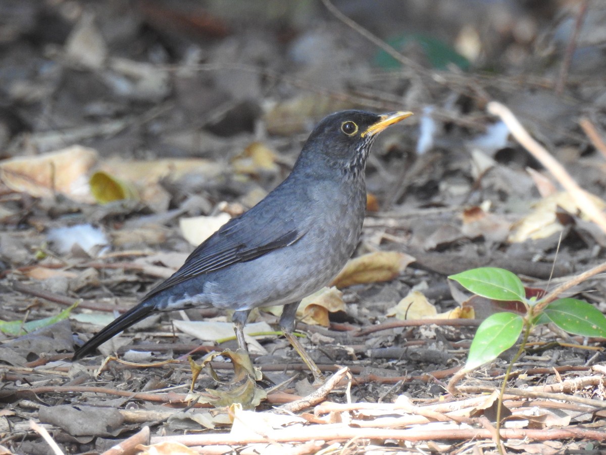 Andean Slaty Thrush - Lorena Sepúlveda Palma