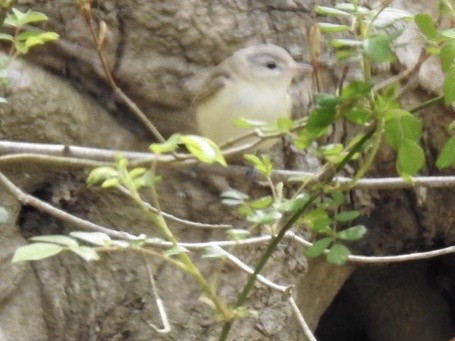 Warbling Vireo - Brenda Meese