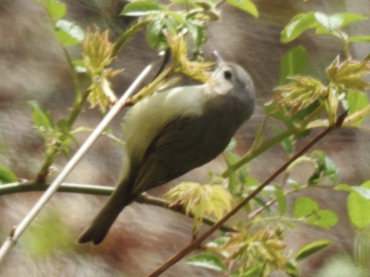 Warbling Vireo - ML232652461