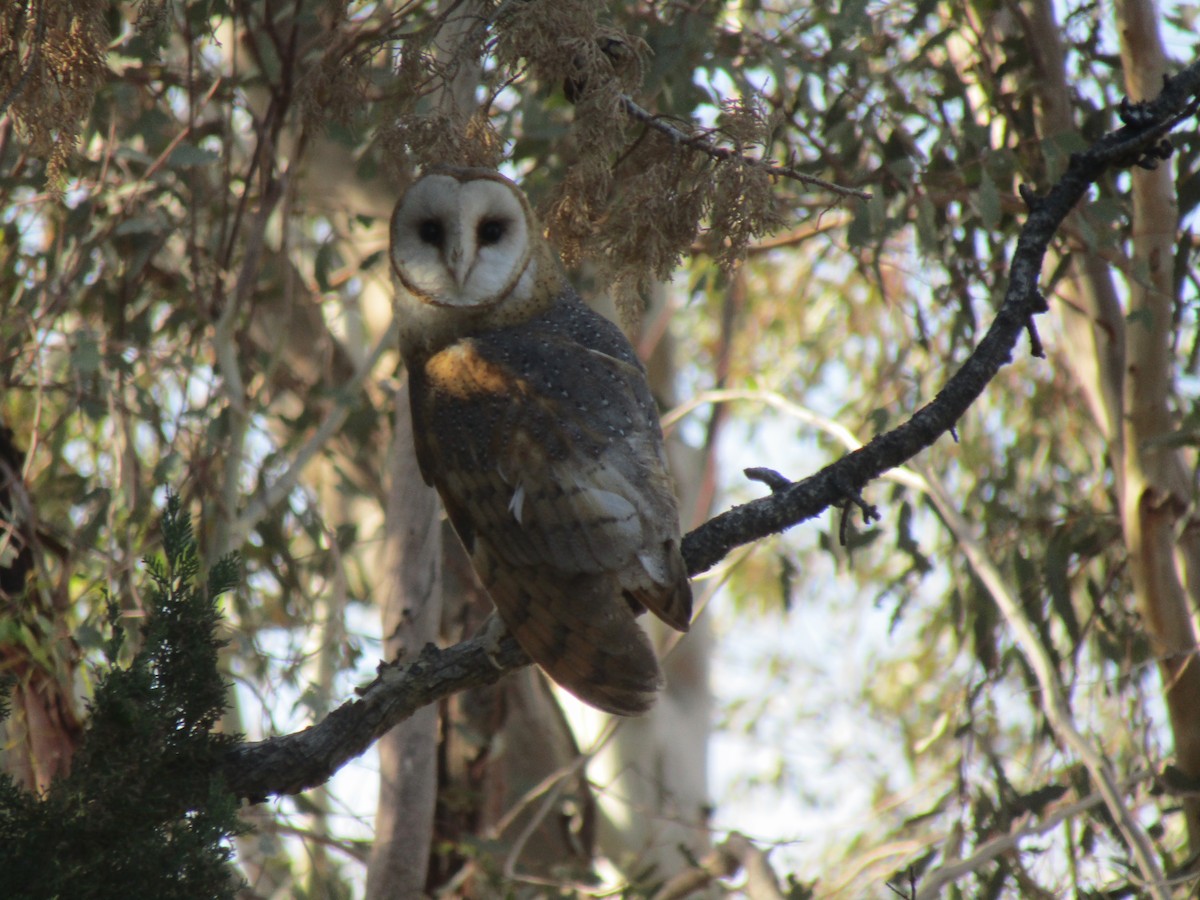 Barn Owl - Bob Barnes