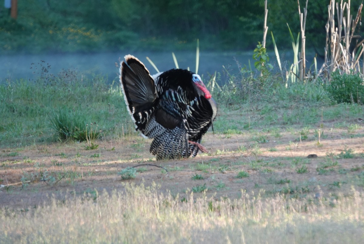 Wild Turkey - Lonnie Somer