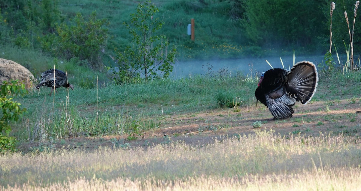 Wild Turkey - ML232653231