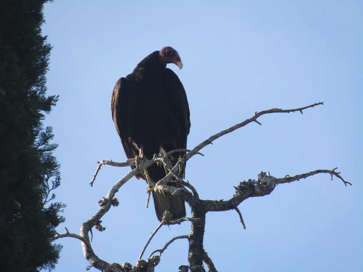 Turkey Vulture - Bob Barnes