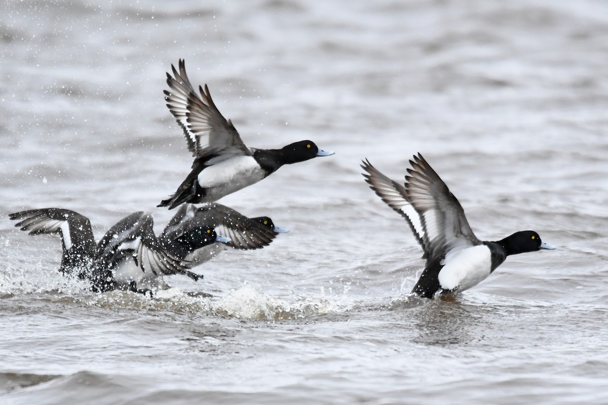 Greater Scaup - Jonathan Gagnon