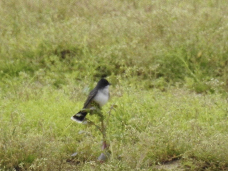 Eastern Kingbird - ML232654291