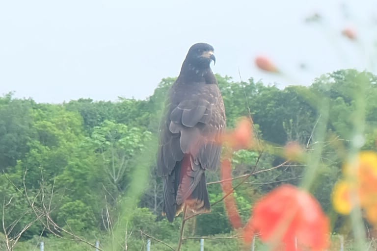 Snail Kite - Oscar Patiño Velasquez