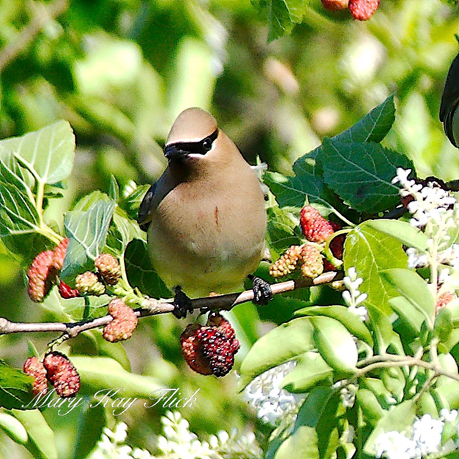 Cedar Waxwing - ML232655921