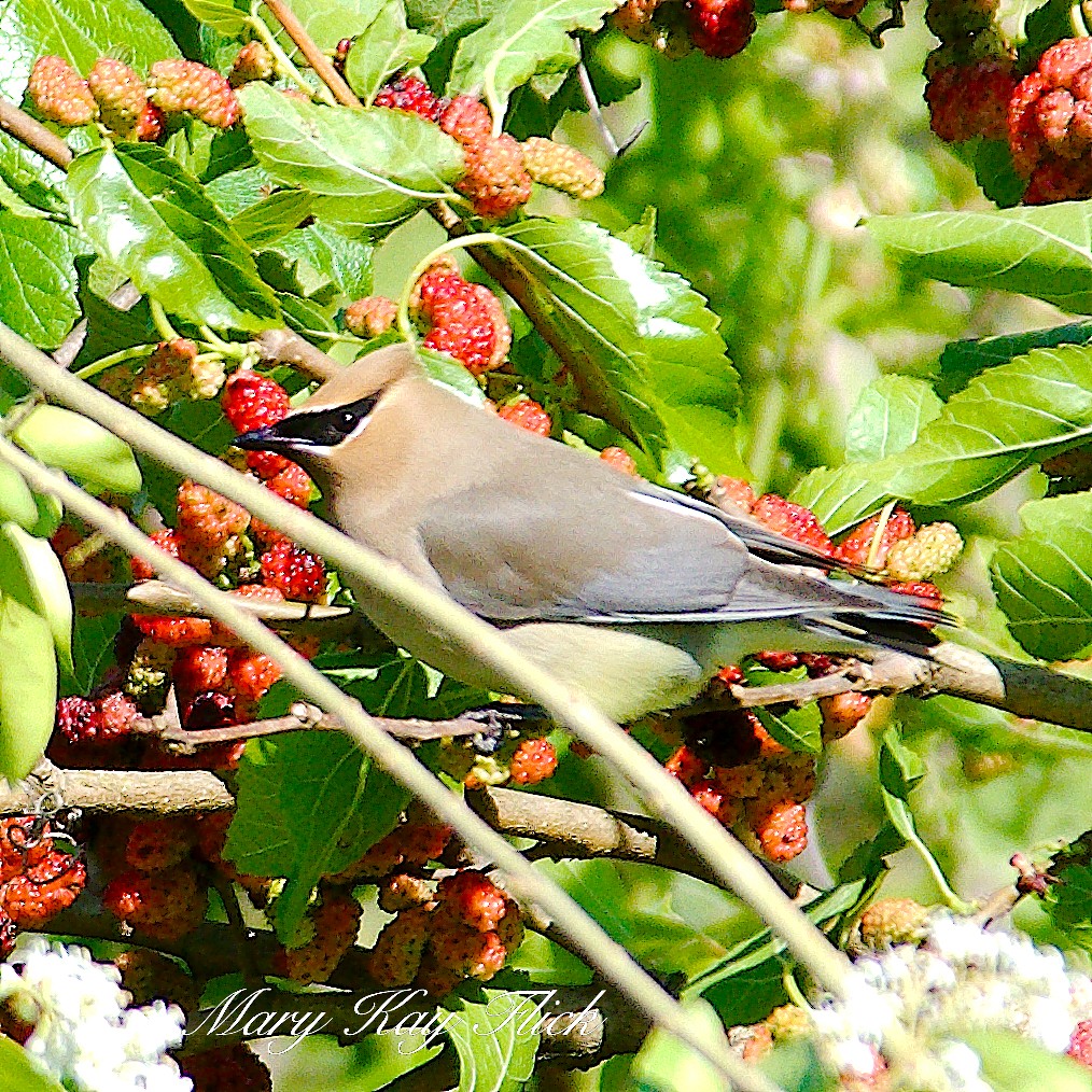 Cedar Waxwing - ML232656031
