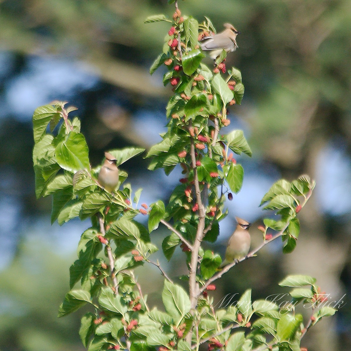 Cedar Waxwing - ML232656161