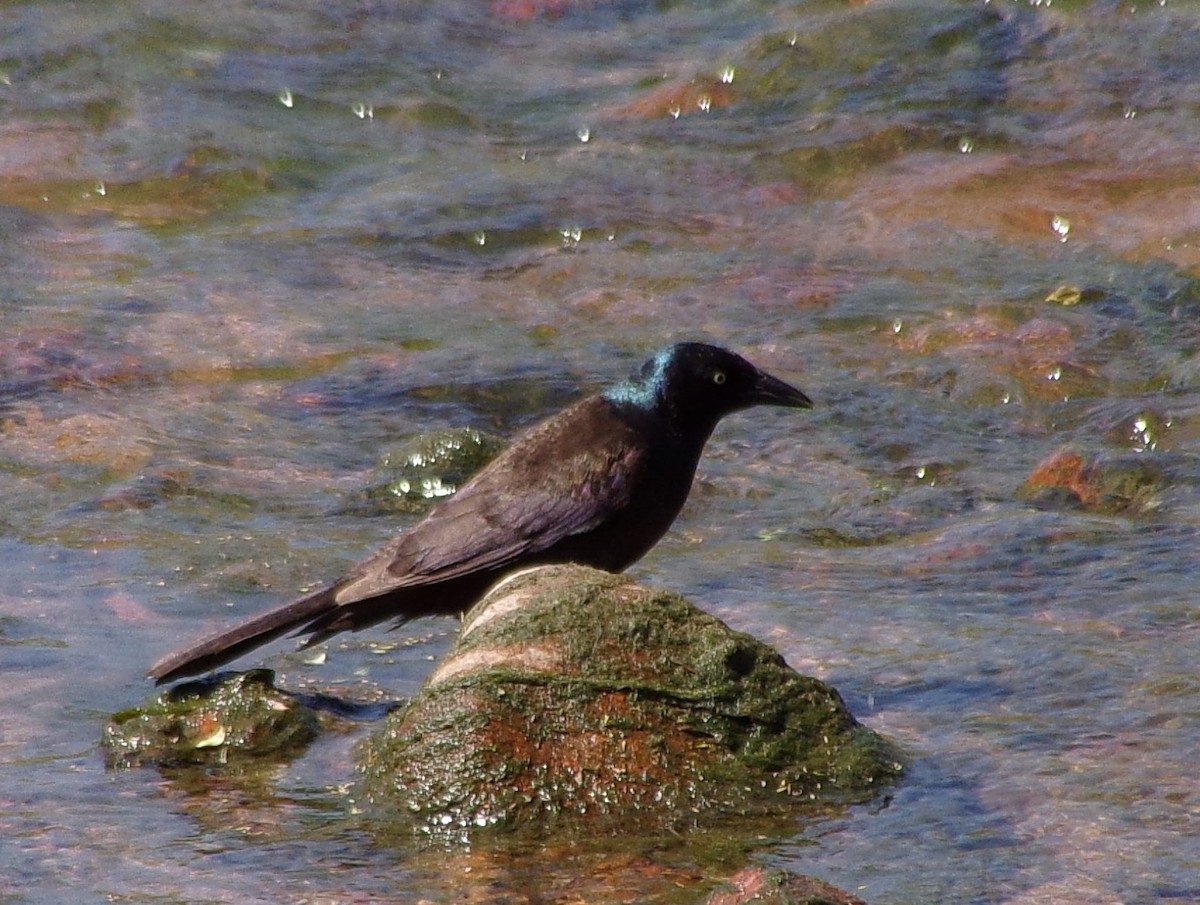 Common Grackle - ML232657371