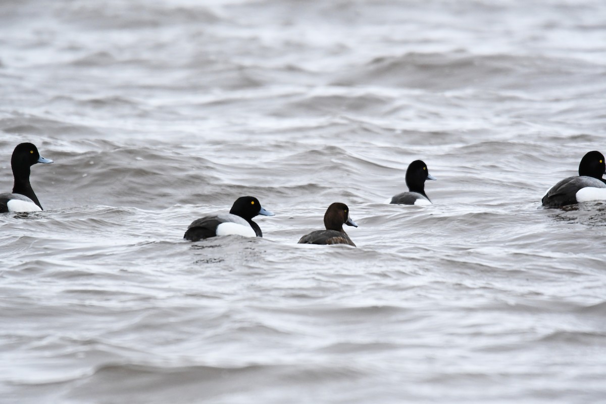 Greater Scaup - Jonathan Gagnon