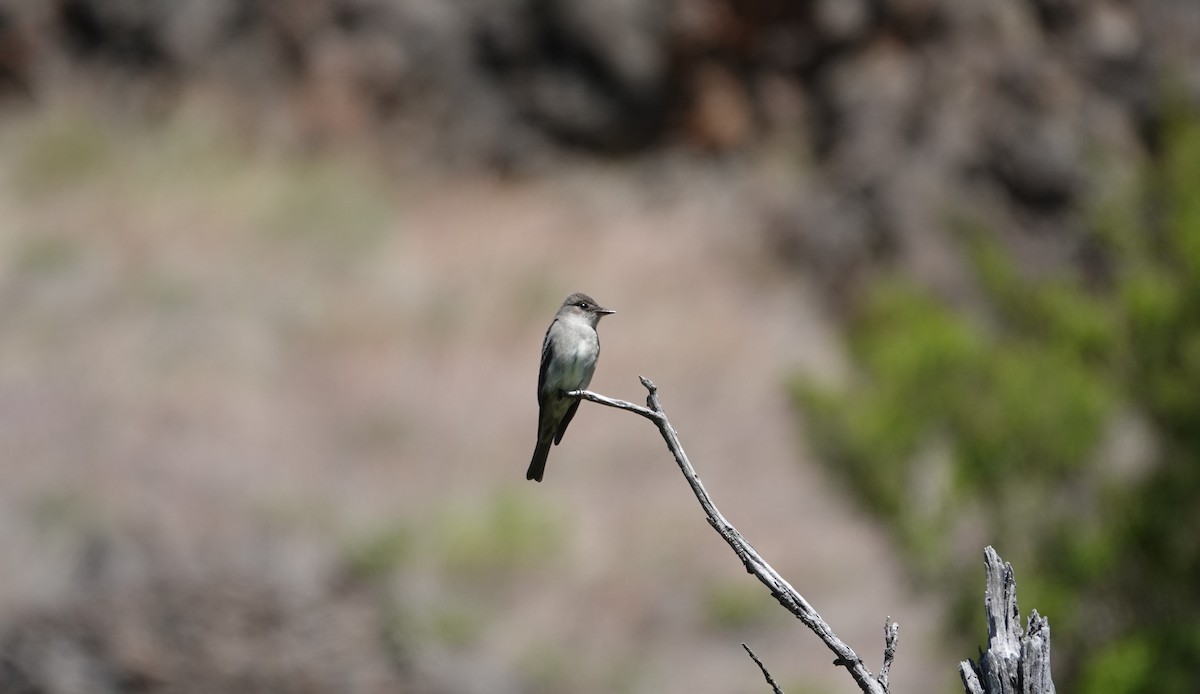 Western Wood-Pewee - ML232661631