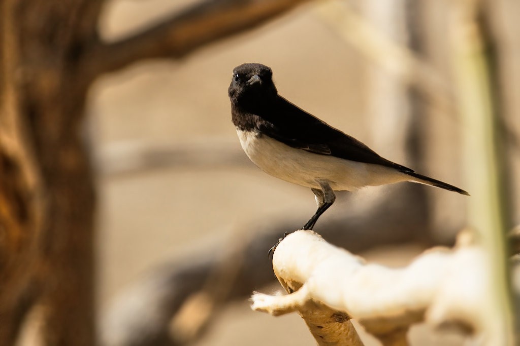 Variable Wheatear - Don-Jean Léandri-Breton