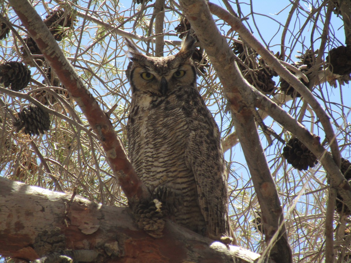 Great Horned Owl - ML232662801