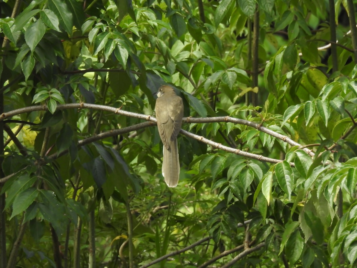 Black-billed Cuckoo - ML232664141