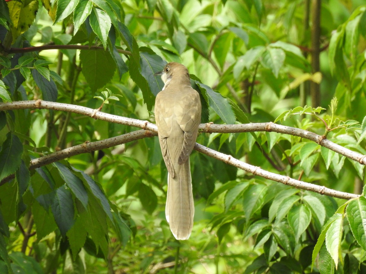 Black-billed Cuckoo - ML232664291