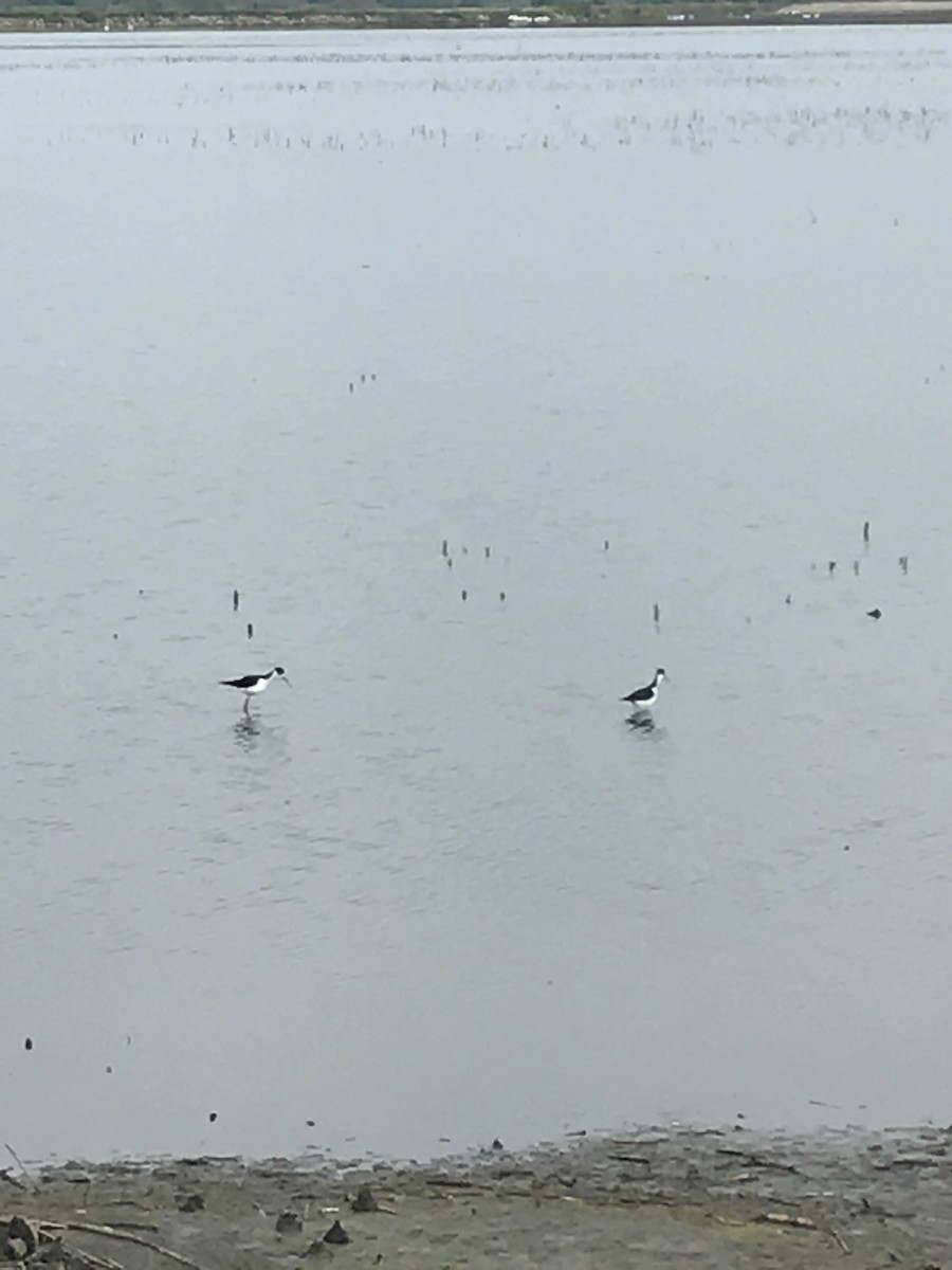 Black-necked Stilt - ML232665151