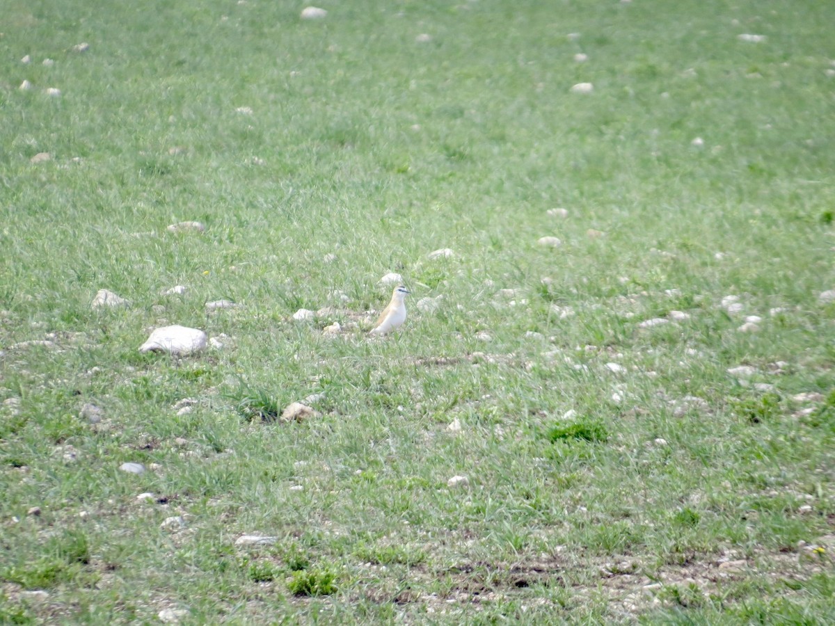 Mountain Plover - ML232666671