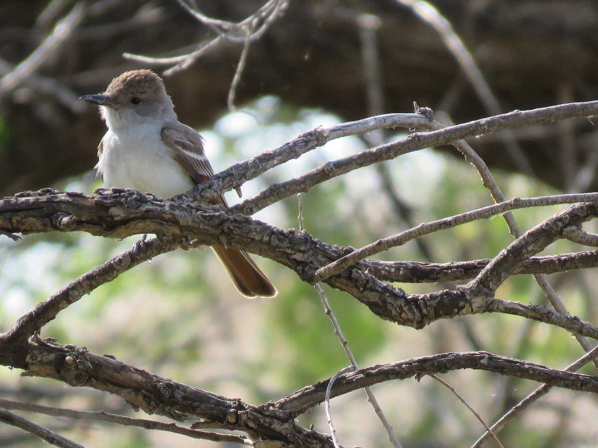 Ash-throated Flycatcher - ML232667101