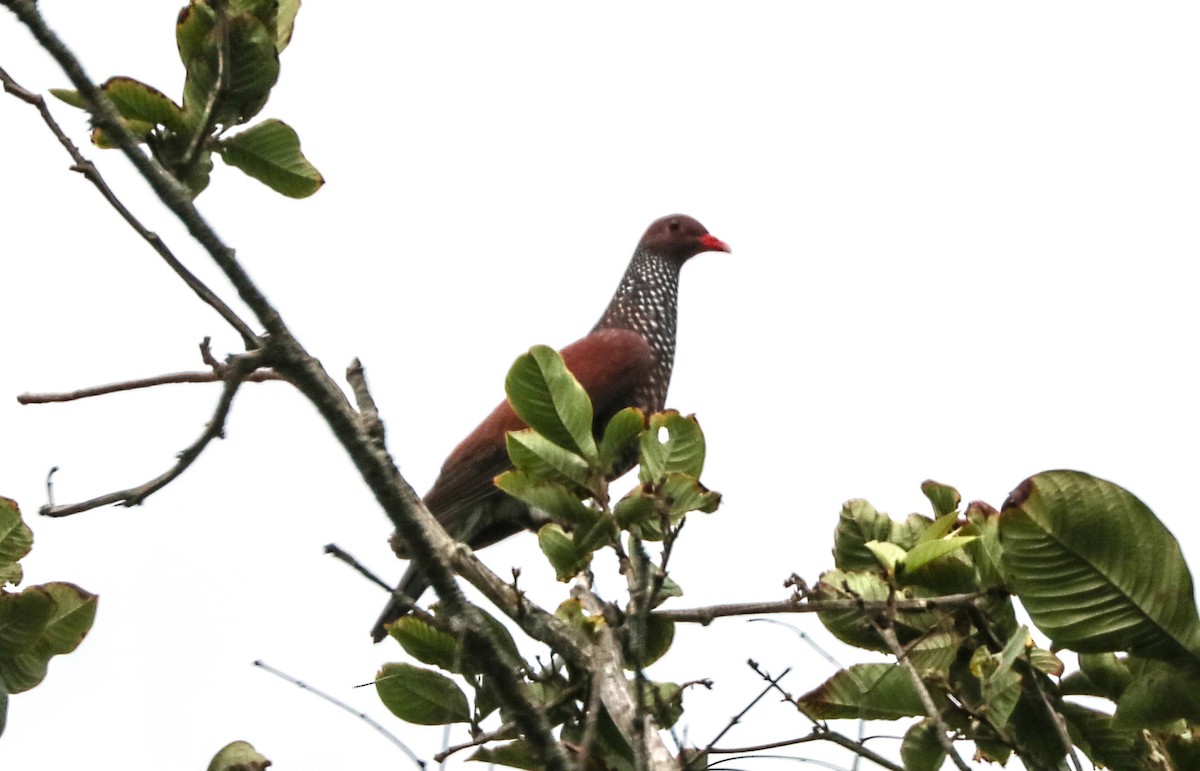 Pigeon ramiret - ML232667531