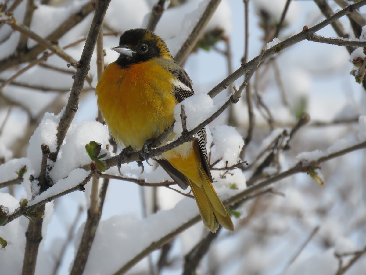 Baltimore Oriole - ML232668081
