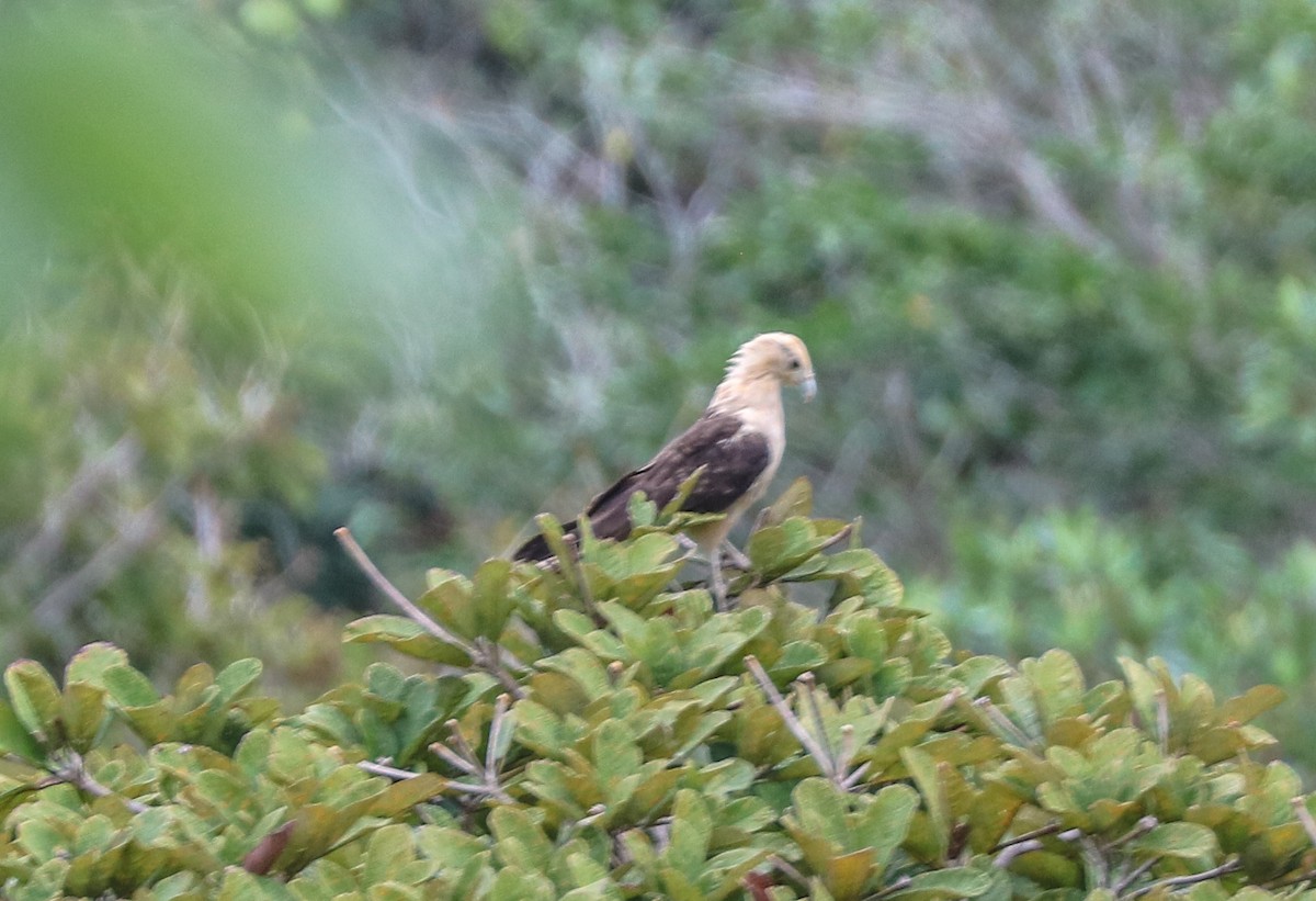 Caracara Chimachima - ML232668171