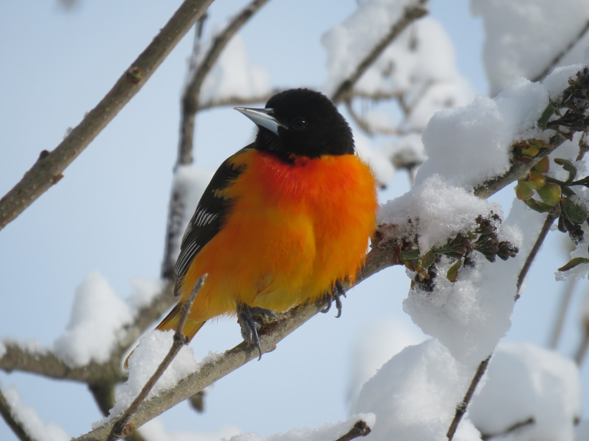 Baltimore Oriole - ML232668401