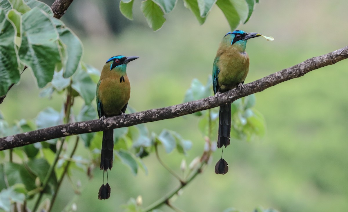 Lesson's Motmot - ML232668431