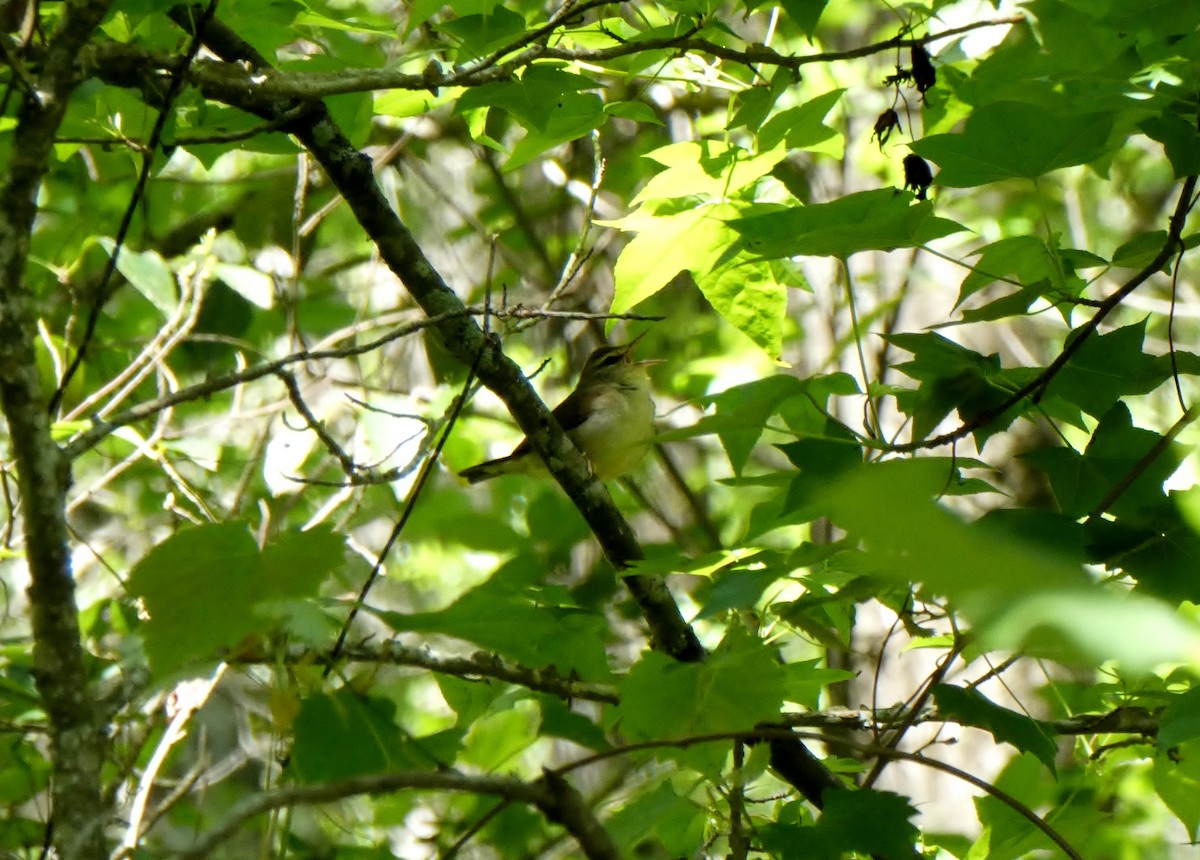 Swainson's Warbler - ML232668541