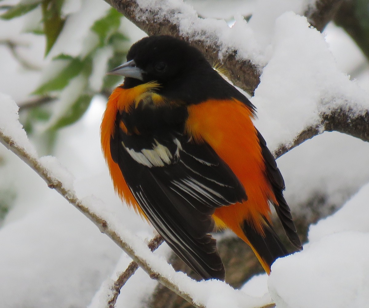 Baltimore Oriole - ML232668551