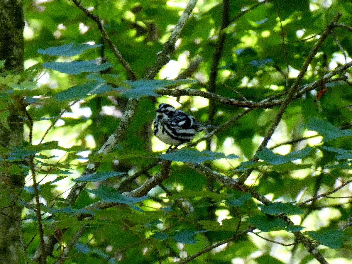Black-and-white Warbler - ML232668581