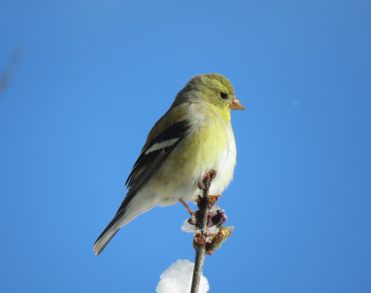 American Goldfinch - ML232669101