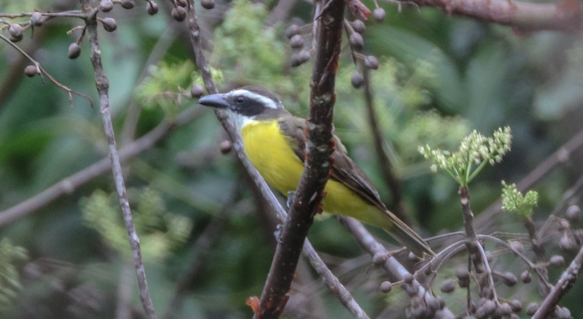 Boat-billed Flycatcher - ML232669141