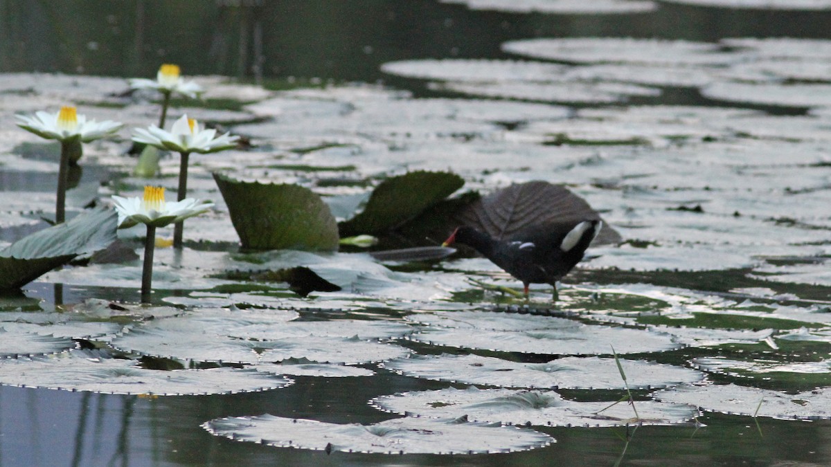 Gallinule poule-d'eau - ML23266951