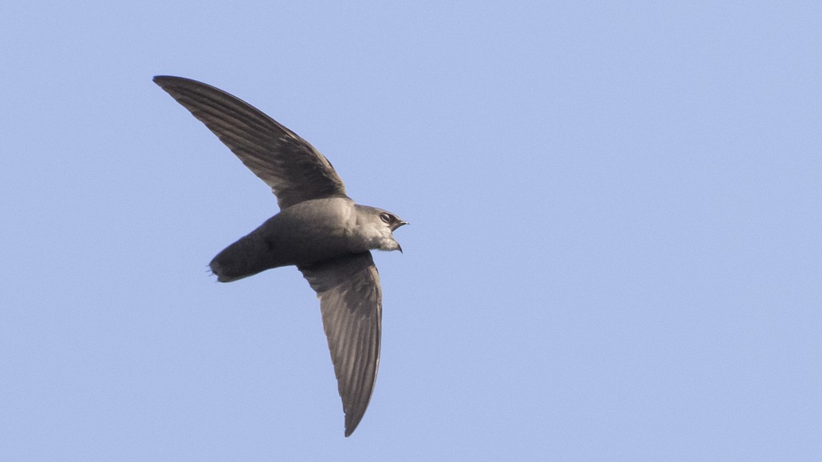 Chimney Swift - ML232669791