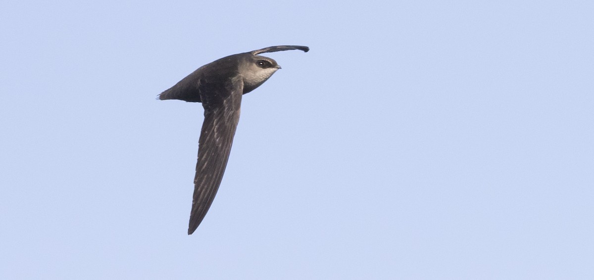 Chimney Swift - ML232669821