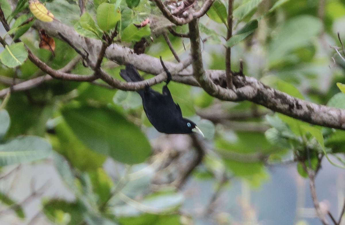 Scarlet-rumped Cacique - ML232670011