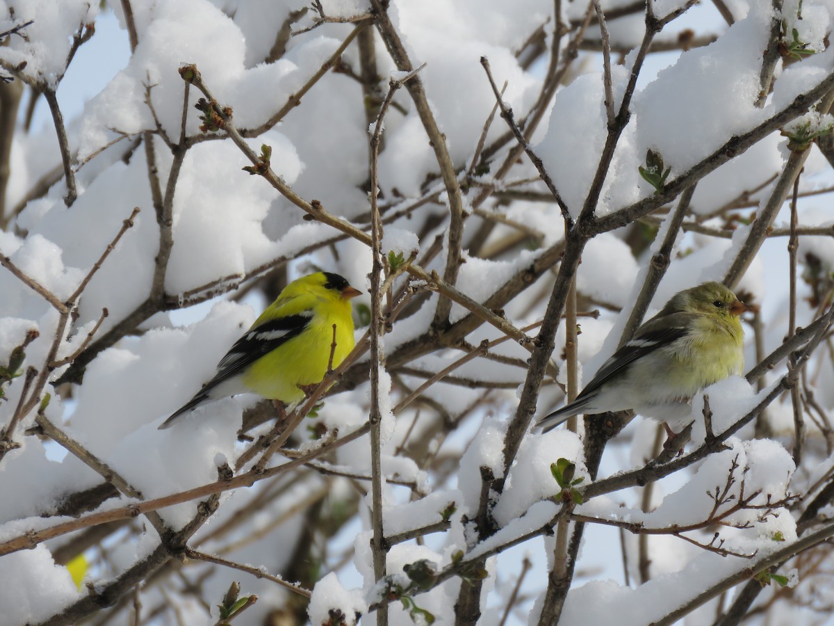 American Goldfinch - ML232670331