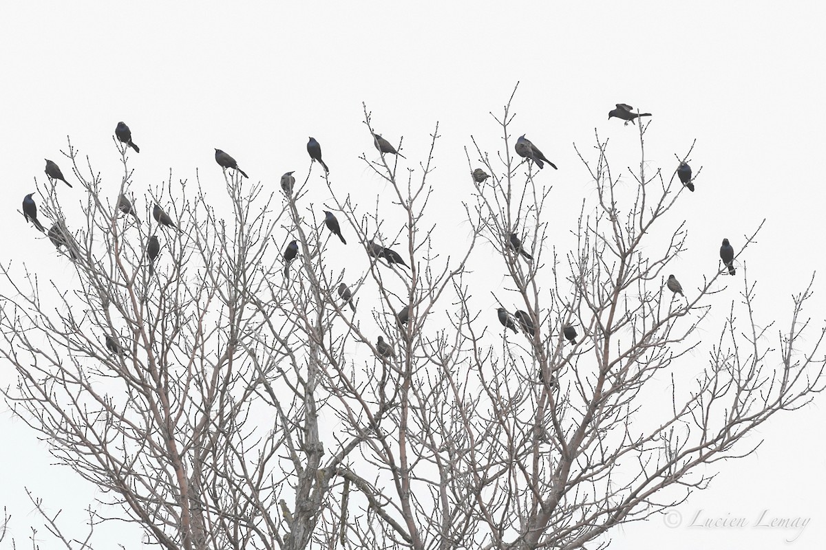 Common Grackle - ML232672771