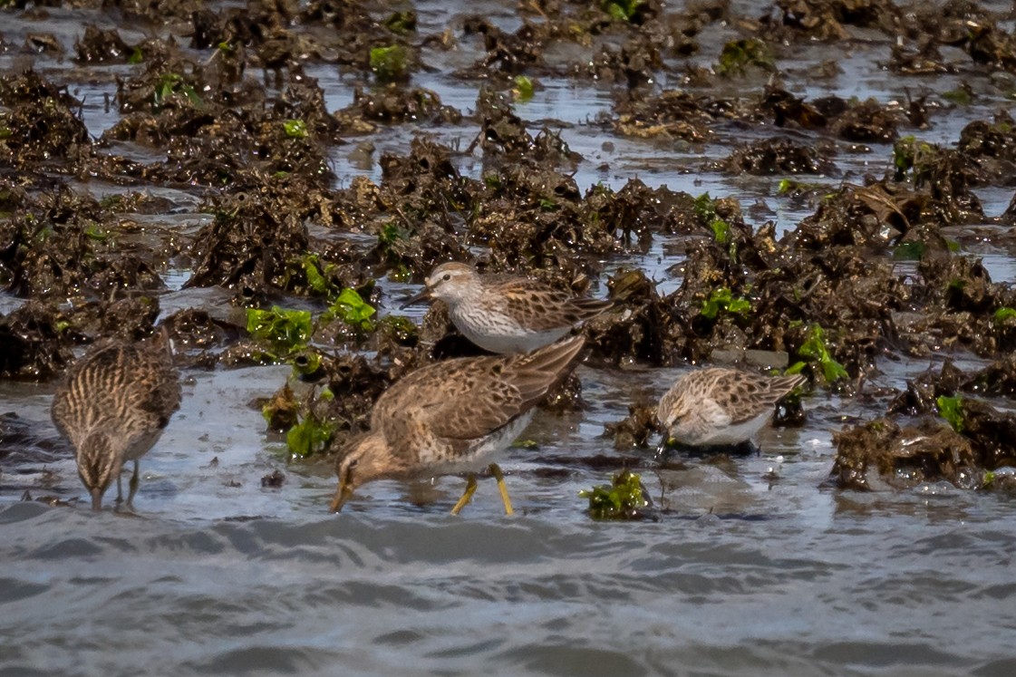 White-rumped Sandpiper - Chris Thomas