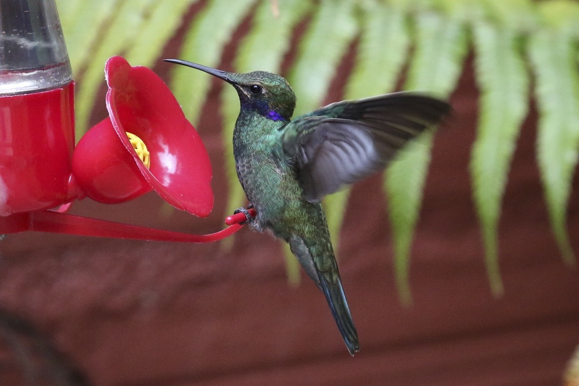 Lesser Violetear - Knut Hansen