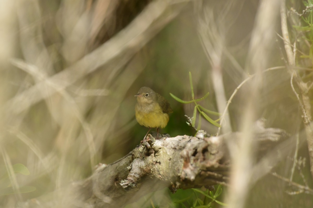 Connecticut Warbler - ML232675731