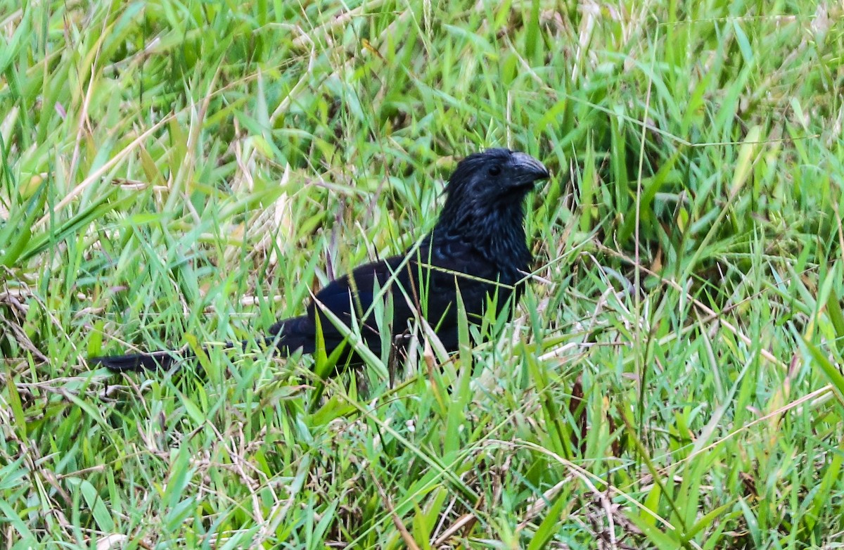 Groove-billed Ani - ML232675841