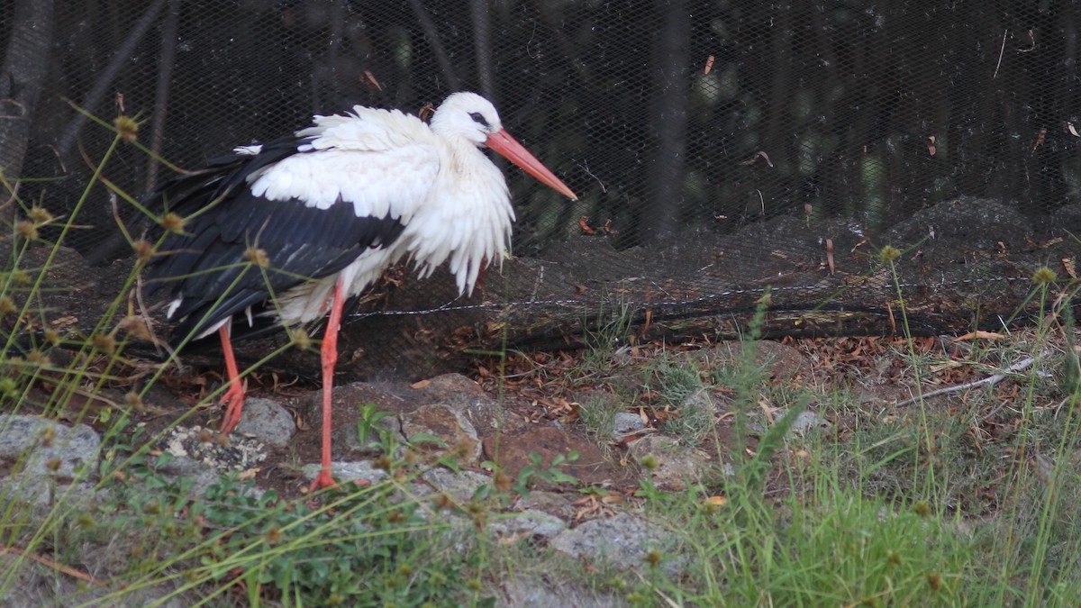 White Stork - Daniel Jauvin