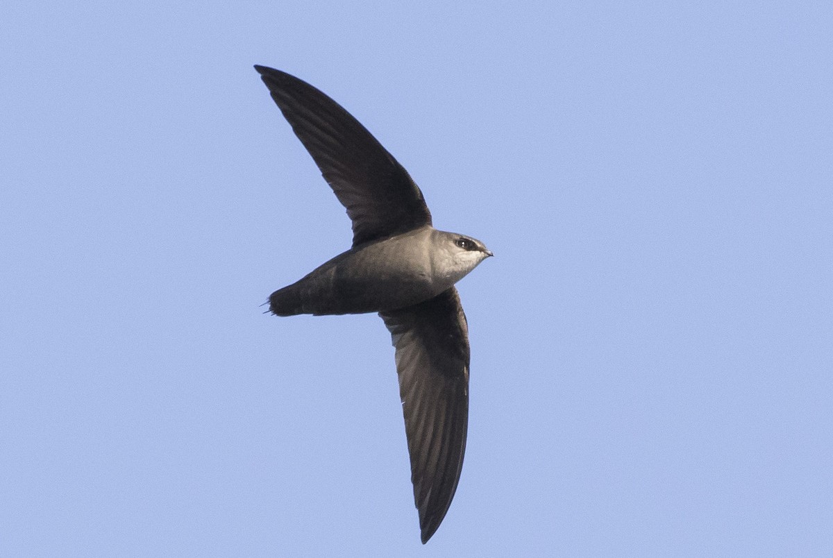 Chimney Swift - ML232676411