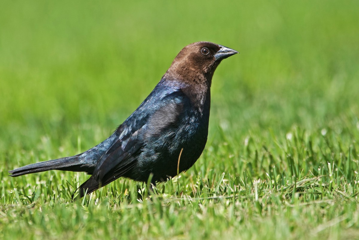 Brown-headed Cowbird - Andrew Simon